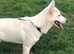 KC White Swiss Shepherd Puppy (German Shepherd)