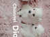 Russian chihuahuas cross pomeranian female puppies