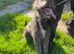 9 month lurcher boy for sale