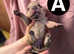 8 beautiful pups bull pei