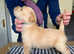 STUNNING SOFT COATED WHEATEN TERRIERS