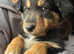Welsh Collie Puppies