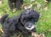 Miniature Ttoodle Puppies