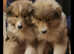 Rough collie puppies