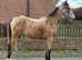 Buckskin filly warmblood x trakerner