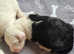 Ikc registered old english sheepdogs