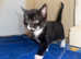 Six kittens for sale