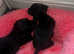 Dachshund/cocker spaniel puppys