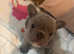 Male French Bulldog puppy