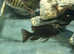 Peacock cichlids