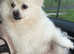 Japanese spitz