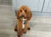 Toy poodle for Stud