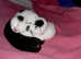 2 Kittens
