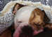 8 month old oldee English bulldogge