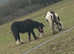 2 Yearling Colts