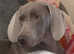 Stunning Weimeraner Puppies Ready to leave 28th