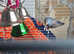 2 parrotlets