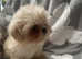 3 imperial shihtzu puppies for sale
