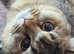 2 adult british shorthair females