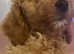 2 gorgeous cockapoo puppies