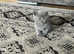 Full grey British shorthair kittens