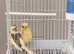 Beautiful Canaries for sale