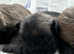 Gorgeous Cairn Terrier Puppies