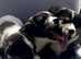 KC registered Welsh Cardigan Corgi tri colour pups