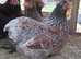 Silver laced Wyandotte bantams point of lay