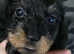 3dachshund puppies for sale ready 2 leave now
