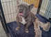 4 beautiful French bulldog puppies