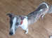 KC whippets bonded pair