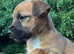 Border terrier x russle