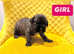 Champion Cane Corso Puppy