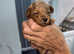 Stunning Toy Poodle Pups for Sale