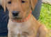Norfolk Labrador puppies