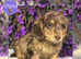 Gorgeous Silkie Dachshunds - Ready Now