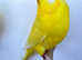 Stunning Pair of Lutino Budgies
