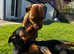 Rottie Cross pups