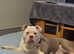 Beautiful Old English bulldog