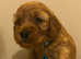Minature cockapoo puppeies