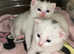 Gorgeous white kittens for sale