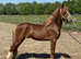 STUNNING WELSH SEC C 5 year old colt