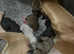 Whippet puppies for sale