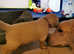 Golden retriever puppies
