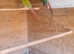 BREEDING PAIR OF CONURES