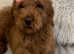 Goldendoodle puppy doodle girl bitch red dark apricot puppies ready now