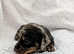 READY IN 4 WEEKS!!! Miniature dachshund puppies
