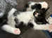 3 tuxedo female kitten and 1 ginger boy available now,funny and cuddy for forever homes,litter trained and raised with children