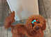 Imported Asian Toy Poodle